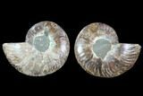 Cut & Polished Ammonite Fossil - Crystal Chambers #88209-1